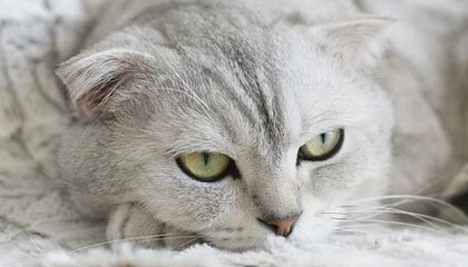 开云平台-男子篮球3X3世界杯资格赛，中国队表现抢眼，男子三对三篮球世界杯中国队队员